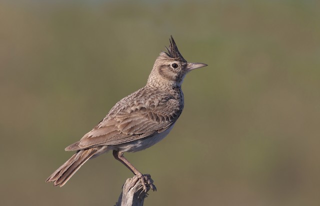 Crested Lark